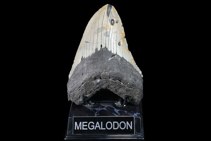 Bargain, Megalodon Tooth - North Carolina #83971